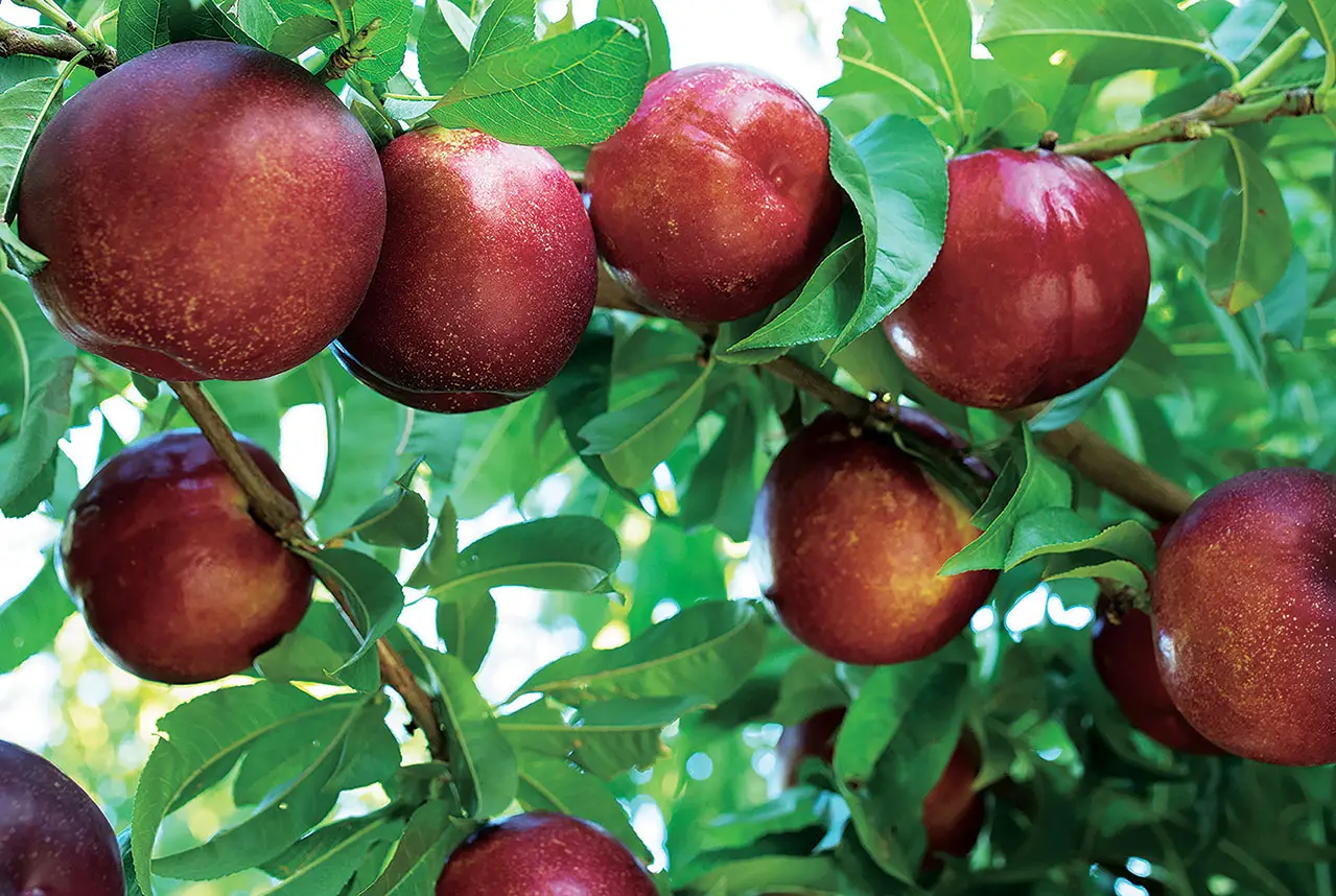 The Chosen Ones Nectarines